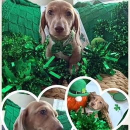 Kid Loki - Finn - Green - Fawn (Isabella) male Dachshund puppy in Pittsburg, California from Super Hero Dachshunds