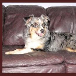 Miniature American Shepherd All Grown Up from Amulet Charm