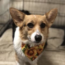 Ruby - Companion Cross