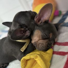 French Bulldogs from Davis Family Bulldogs