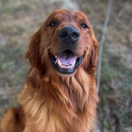 Roman - Golden Retriever