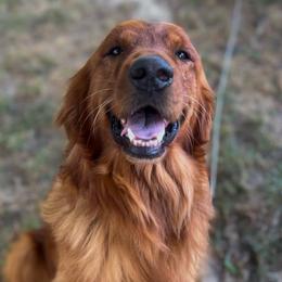 Roman - Golden Retriever