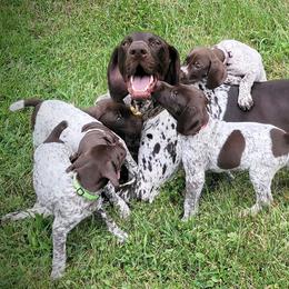 German Shorthaired Pointers from Patched and Ticked German Shorthaired Pointers