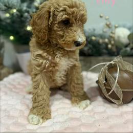 Tilly - Apricot female Poodle puppy in Salt Lake City, Utah from Premier Paws
