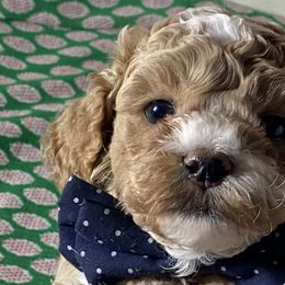 Boy 1 - Cockapoo puppy in California from Sweet Legacy Doodles