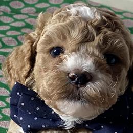 Boy 1 - Cockapoo puppy in California from Sweet Legacy Doodles