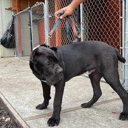 Cane Corso Puppies from Busch Kennels LLC