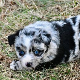 Australian Shepherd Puppies from C&J Australian Shepherds