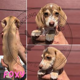 Foxy - Cream female Dachshund puppy in Fond Du Lac, Wisconsin from Clucking Homestead Springers & Dachshunds