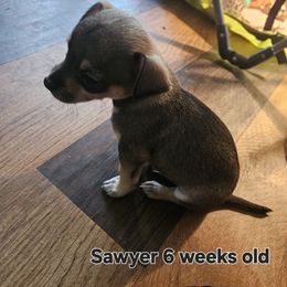 Tom Sawyer ( Sawyer) - Chocolate and tan male Chihuahua puppy in Marianna, Florida from Garden Tub Chihuahuas