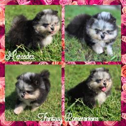 Mercedes - Blue merle female Pomeranian puppy in Anna, Texas from Fantasy Pomeranians & Fantasy Aussies