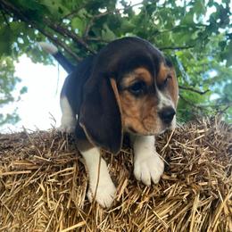 Elliot - Black white and tan male Beagle puppy in Harrison, Arkansas from Leslie Beagles of Leslie Farm