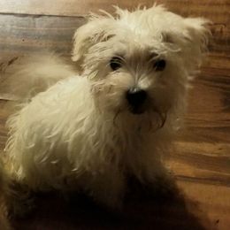 Morkie puppies from Prairie Farms