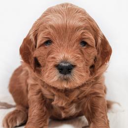 Snuggles - Apricot female Goldendoodle puppy in Spartanburg, South Carolina from Sunset Cove Goldendoodles