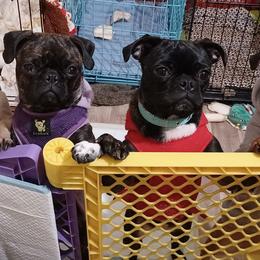 Pugs from Designer Paws