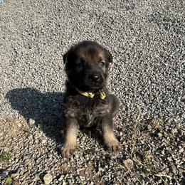 Maddy - Sable female German Shepherd puppy in Milan, Illinois from Stonewick German Shepherds
