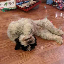 Australian Labradoodle Puppies from Llewellyn's Grove Labradoodles