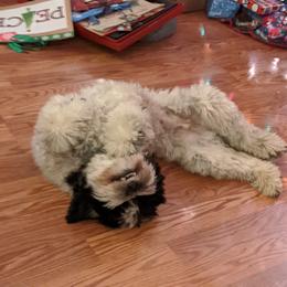 Australian Labradoodle Puppies from Llewellyn's Grove Labradoodles