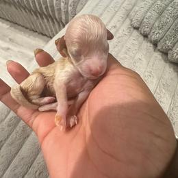 Bambi - Cream female Poodle puppy in Matteson, Illinois from Chitownpupz