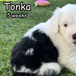 Tonka - Sheepadoodle puppy in California from Sheepadoodles of Orange County