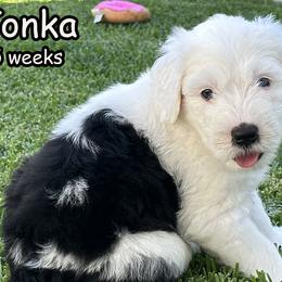 Tonka - Sheepadoodle puppy in California from Sheepadoodles of Orange County