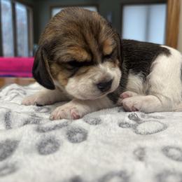 Sugar - Black tan and white female Beagle puppy in St. Cloud, Minnesota from Beagle Blessings
