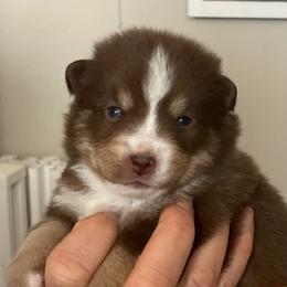Patsy - Chocolate female Pomsky puppy in Cottrellville, Michigan from Jeanne’s Half Pint Pups