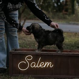 Neapolitan Mastiff and Tibetan Mastiff Puppies from Carolina Coastal Mastinos