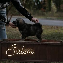Neapolitan Mastiff and Tibetan Mastiff Puppies from Carolina Coastal Mastinos
