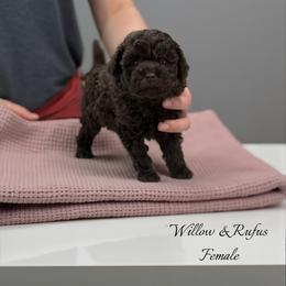 Poodle Puppies from KC Poodles of PA