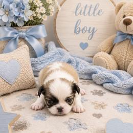 Sable Boy - Sable and white male Japanese Chin puppy in Tulsa, Oklahoma from Locust Creek Pugs & Japanese Chin's