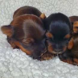 Yorkshire Terrier Puppies from Pixieland Yorkshire Terriers