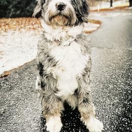 Bernedoodle Puppies from Doting Doodles