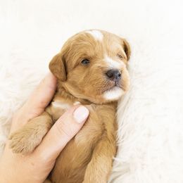 Goldendoodle, Irish Doodle, Labradoodle, and Poodle Puppies from Desert Doodles