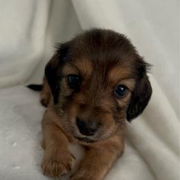 Orange collar girl - Sable female Dachshund puppy in Isabel, South Dakota from Blessed Beyond Doxies