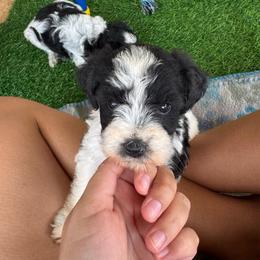 Moana - Red Girl - Parti female Miniature Schnauzer puppy in Oneonta, Alabama from Murphree Valley Kennels