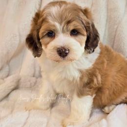 Tala - Red merle female Aussiedoodle puppy in Cleveland, Georgia from Jam's Doodles And Poodles