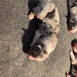 Blue boy 1 - Blue merle male Australian Shepherd puppy in Lancaster, California from Leyline Australian Shepherds