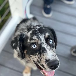 Storm - Australian Shepherd
