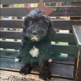 Blackberry - Black female Cockapoo puppy in Mancelona, Michigan from Lavender poodles & doodles