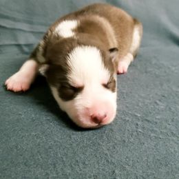 Girl 3 - Siberian Husky puppy in Arkansas from Nightingale Kennels