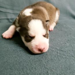 Girl 3 - Siberian Husky puppy in Arkansas from Nightingale Kennels