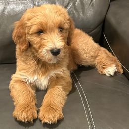 Loki - Apricot male Goldendoodle puppy in Lufkin, Texas from Maggnificent Doodles