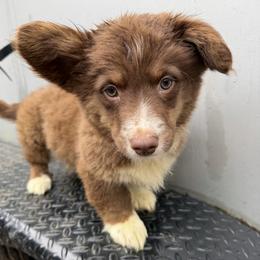 Jak - Liver and white male American Corgi puppy in Grants Pass, Oregon from KnR Antler Dogs