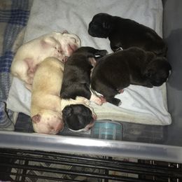 Boston Terrier, Bulldog, and French Bulldog Puppies from Tracy’s TLC Club