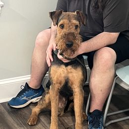 Billy - Airedale Terrier