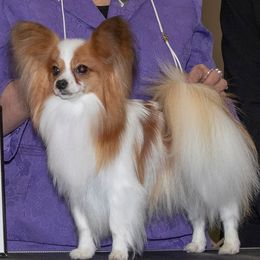 Papillon All Grown Up from Disyre Papillons