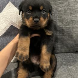 Nala - Black and mahogany female Rottweiler puppy in Parker, Colorado from Denver Rotties