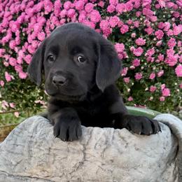 Faith - Black female Labrador Retriever puppy in Baldwin City, Kansas from Hedge Lane Labradors
