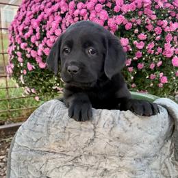 Faith - Black female Labrador Retriever puppy in Baldwin City, Kansas from Hedge Lane Labradors